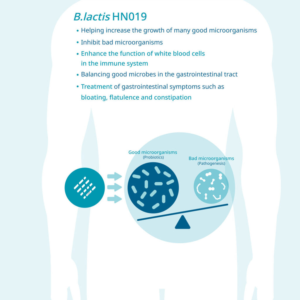 Bifidobacterium benefits-Bifidobacterium lactis hn019