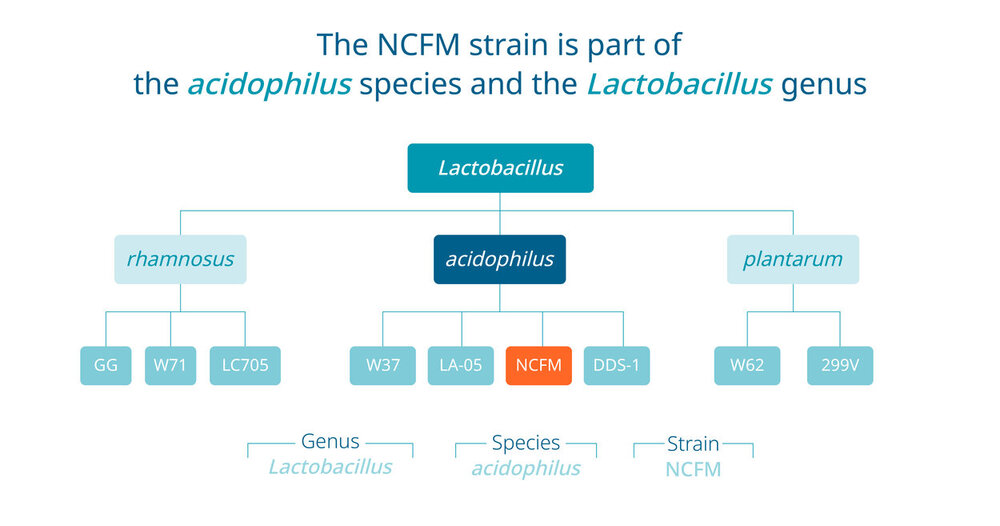 โพรไบโอติก สายพันธุ์ Lactobacillus acidophilus NCFM